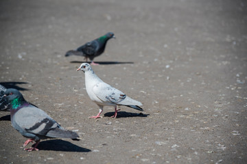 Pigeons on the city