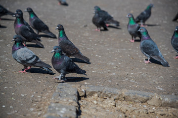 Pigeons on the city