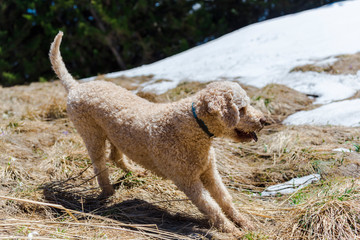 Cute dog on the mountains