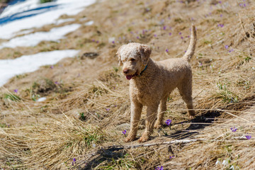 Cute dog on the mountains