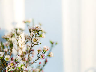 bouquet of flowers in a vase on white background