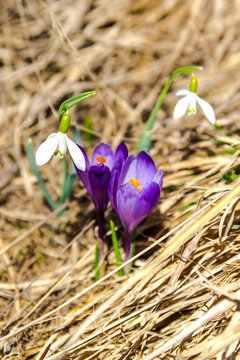 Wild spring flowerrs