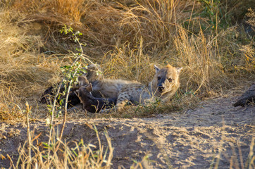 Spotted hyena suckling its two cubs