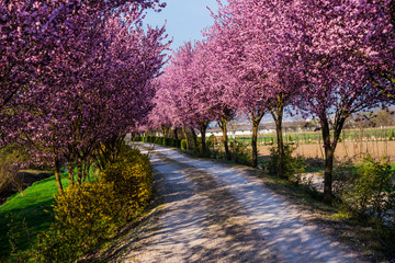 Naklejka premium Spring flowers trees