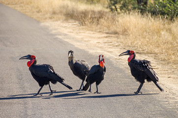 Four southern ground hornbills on a road in the  Kruger National Park in South Africa © laranik