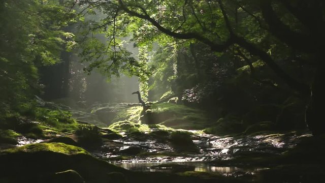 新緑の菊池渓谷