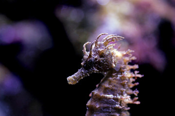 Profile of Mediterranean Seahorse in Saltwater aquarium tank - Hippocampus guttulatus