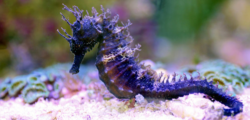 Profile of Mediterranean Seahorse in Saltwater aquarium tank - Hippocampus guttulatus © Kolevski.V