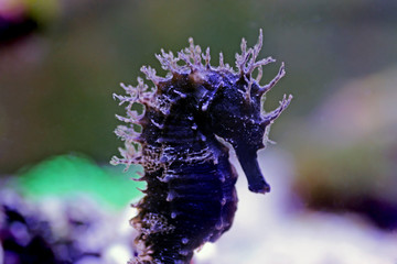 Profile of Mediterranean Seahorse in Saltwater aquarium tank - Hippocampus guttulatus © Kolevski.V