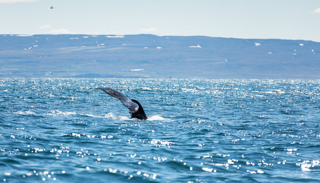 huge humpback whale (Megaptera novaeangliae) seen from the boat near capital of whales Husavik, Iceland, Europe.