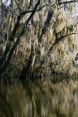 Tupelo Cypress Forest at Lake Edge