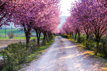 Naklejka premium Spring flowers trees