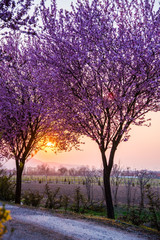 Spring flowers trees