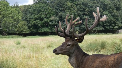 Stag with Antlers In a Field of Green