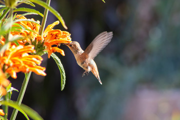 Nectar Junkie