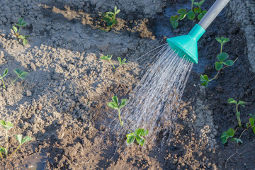 Watering beds in the garden with watering cans