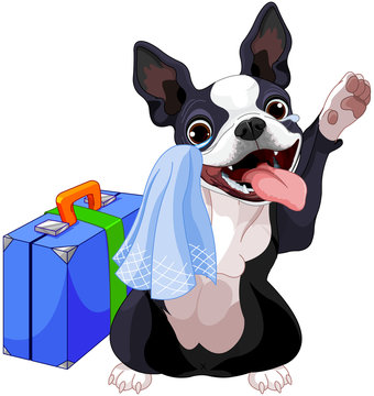 Boston Terrier With A Suitcase
