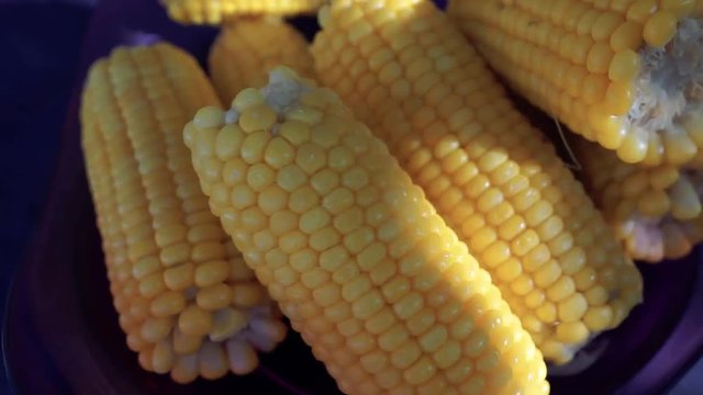 Fresh sweet corn rotating. Ripe corn cobs in a purple plate