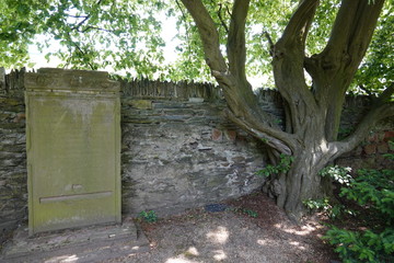 Alter Baum an Bruchsteinmauer