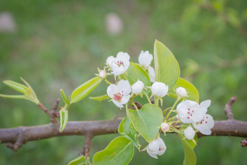 Flowering white pear tree flowers in late spring
