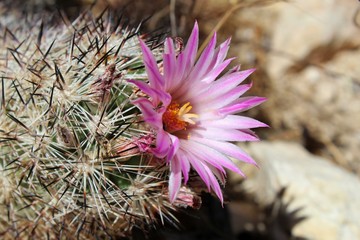 ALVERSONIAN AWE, botanically, Coryphantha Alversonii, commonly, Cushion Foxtail, inspiring awe with beautiful blossoms, Southern Mojave Desert natives, visualize in Joshua Tree National Park, 060919.