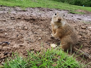 marmot