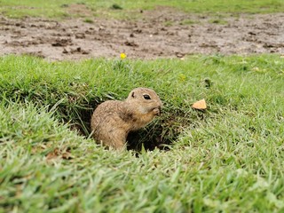 marmot