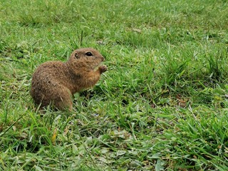 marmot