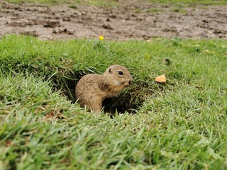 marmot