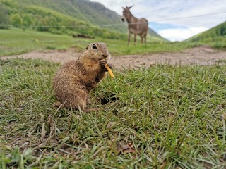 marmot