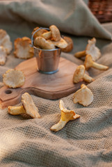 Chanterelle yellow forest mushrooms collected in the summer in a small tin bucket.