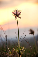 Fototapeta na wymiar flowers in sunset