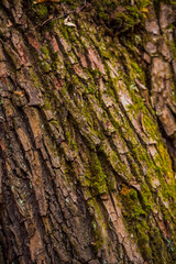 bark of a tree