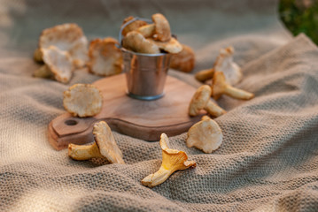 Chanterelle yellow forest mushrooms collected in the summer in a small tin bucket.