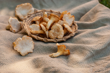 Chanterelle yellow forest mushrooms collected in the summer in a salty plate.