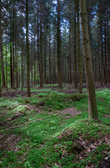 Forest Germany. East Friesland. Ost Friesland