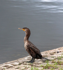 cormorant on rock