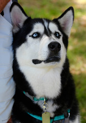 Portrait of a Husky with Blue Eyes 