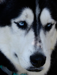 Portrait of a Husky with Blue Eyes 
