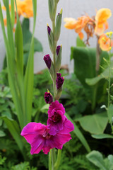 Gladiolas and Dahlias