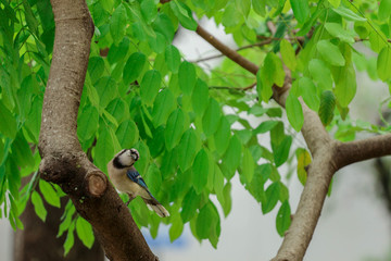 Blue Jay Bird in a Tree