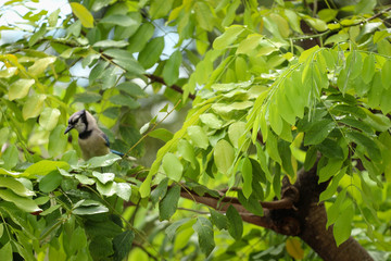 Blue Jay Bird in a Tree