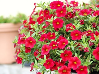 赤いペチュニアの花