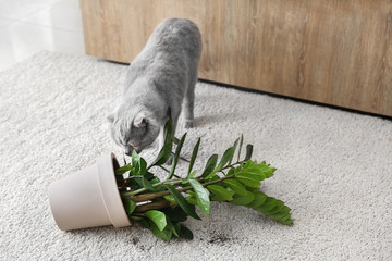 Cute cat and dropped pot with houseplant on carpet
