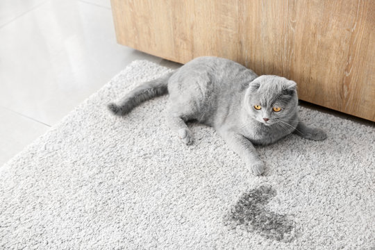 Cute cat near wet spot on carpet