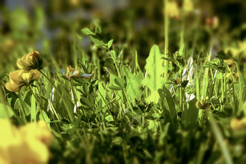 Green summer with yellow horn clover and many herbs glowing in the sunlight.