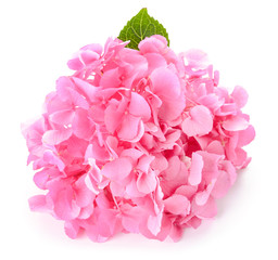 Fototapeta premium Beautiful hydrangea flowers on white background