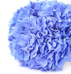 Beautiful hydrangea flowers on white background
