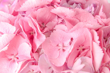 Beautiful pink hydrangea flowers, closeup