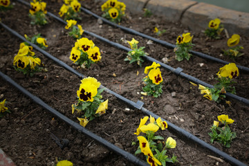 yellow pansy on flowerbed in park, drip irrigation